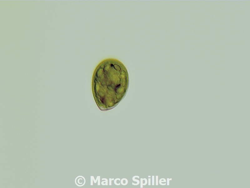 Chlamydomonas